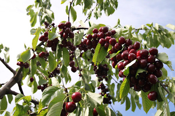 1fff_endingen-Kiechlinsbergen