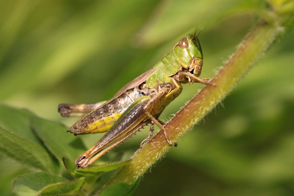 1gg_wandern_am_Kaiserstuhl