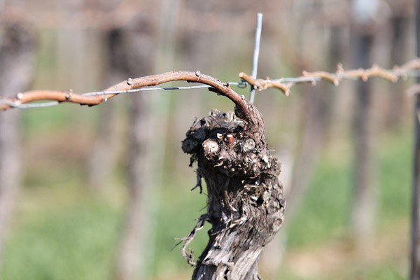 1e_winzergenossenschaft_weine