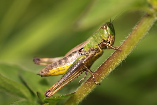 1f_naturgarten_kaiserstuhl